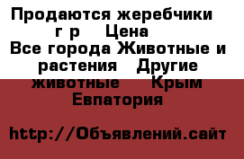 Продаются жеребчики 14,15 16 г.р  › Цена ­ 177 000 - Все города Животные и растения » Другие животные   . Крым,Евпатория